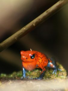 Picture with a red poison dart frog