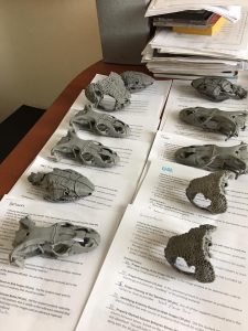 3d printed skulls