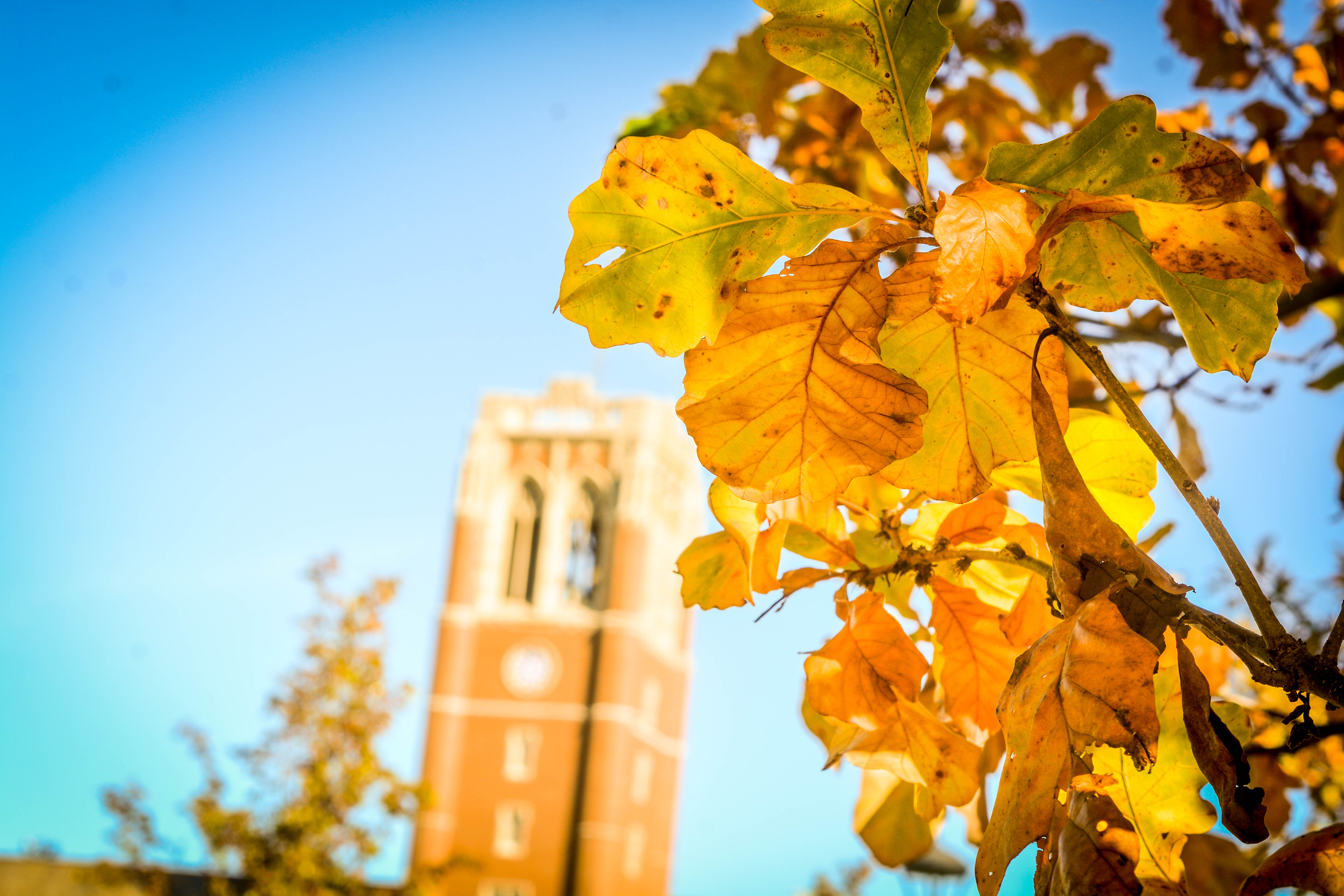 jcu clock tower in background of yellow leaf tree