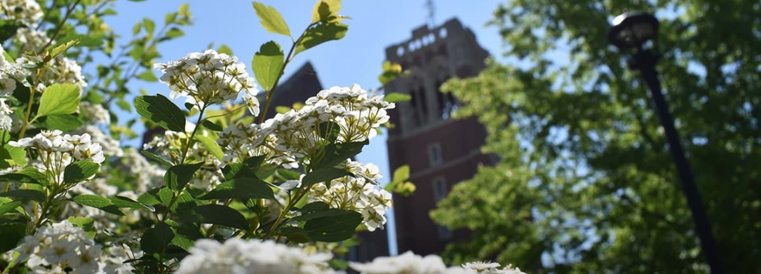 spring campus flowers and JCU clock tower