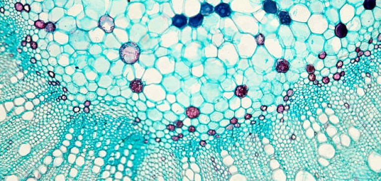 synthetic-biology