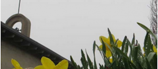 picture of yellow flowers and roof