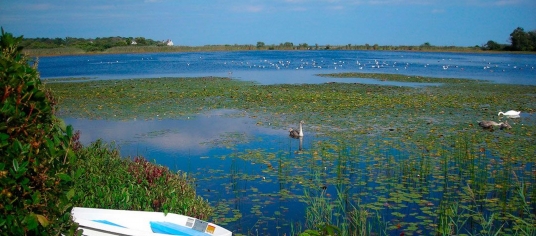 a lake surrounded by plants