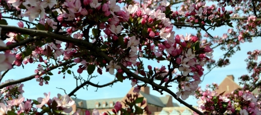 Blooming pink flowers in JCU campus
